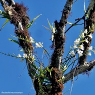 Beclardia macrostachya.muguet. endémique Madagascar Mascareignes. (3).jpeg